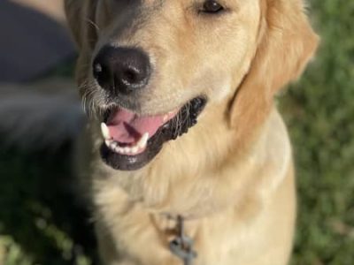 Golden Retrievers DNA TESTED & HEALTH SCREENED