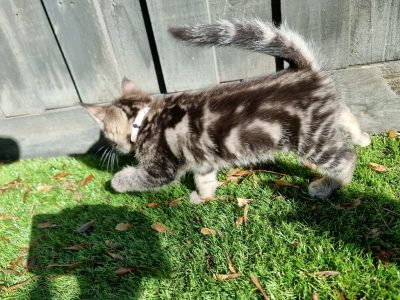 Dewormings Marble Bengal Kittens