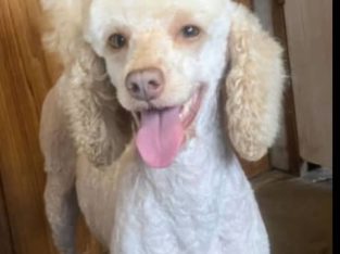 mini poodles ready now