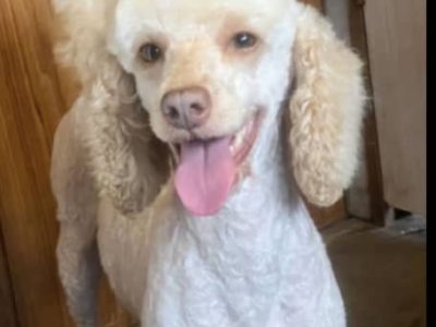 mini poodles ready now