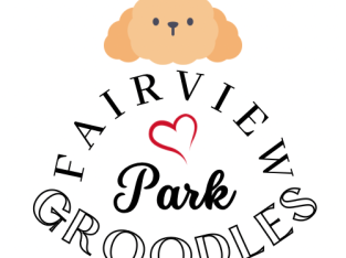 Groodle Puppies – Upcoming Litter