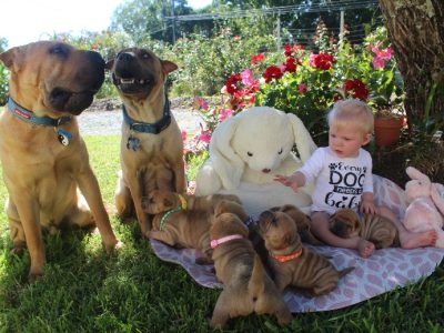 PUREBRED SHAR PEI…STAR WARS FURBABIES