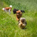 dogs running in a field of grass