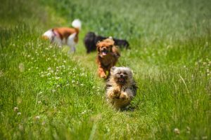 dogs running in a field of grass
