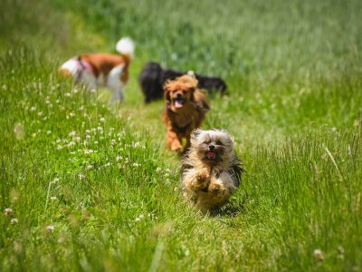 Top Dog Breeds in Australia and Their Exercise Needs