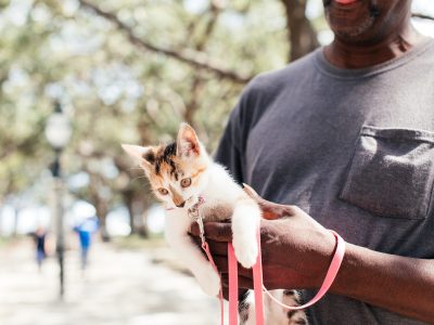 Training Your Cat to Walk in a Harness