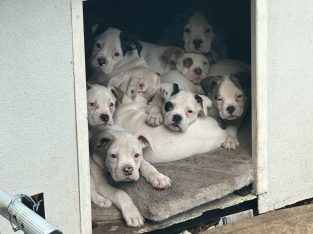Pure-Bred American Bulldog Puppies Ready to go!!
