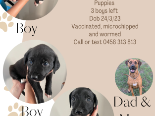 Border Collie x Rhodesian Ridgeback Puppies