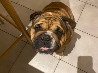 Purebred Brisitsh Bulldog Puppies ANKC