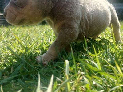 Lilac tri pocket American bullies