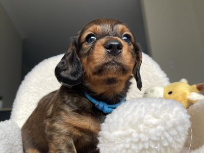 Purebred Miniature Dachshunds