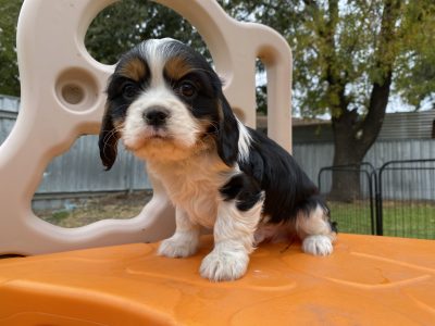 King Charles Cavalier x cocker spaniel puppy