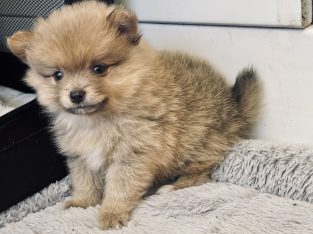 Purebred Pomeranian Puppies