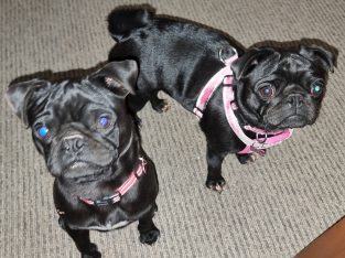 Looking for Expressions of Interest