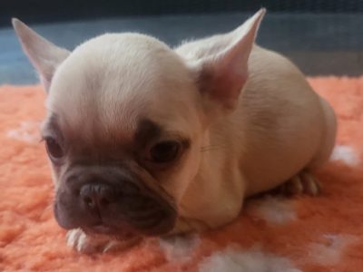 FRENCH BULLDOG PUPPIES