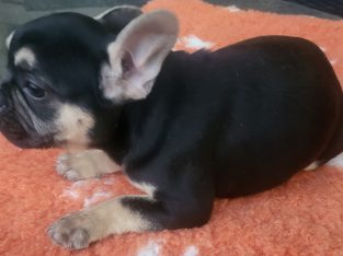 FRENCH BULLDOG PUPPIES