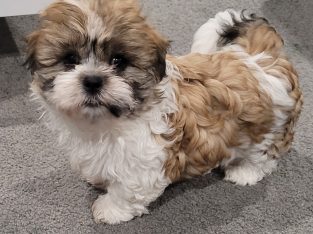 Shitzu Maltese puppies