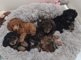 PUREBRED SMALL MINIATURE POODLE PUPPIES, BORN 6/3/