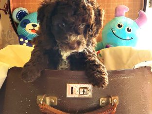 Tippy has some gorgeous, fluffy puppies