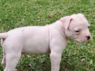 American bulldog puppy
