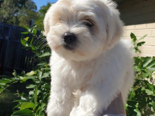 2x Maltese Shihtzu Puppies