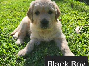 Hollys Litter No. 2 Purebred Golden Retriever Pups