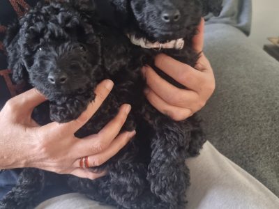 Purebred Toy Poodles