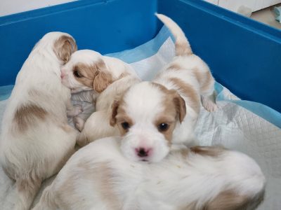 MALTESE X CAVALIER PUPS