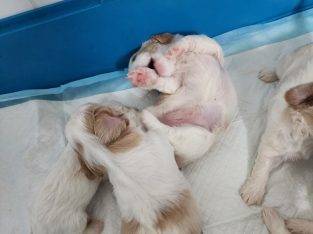 MALTESE X CAVALIER PUPS