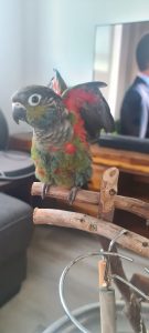 Hand raised and tame pure Crimson Bellied Conure