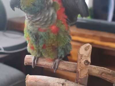 Hand raised and tame pure Crimson Bellied Conure