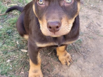 4 x Male Red / Tan Kelpie Puppies