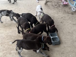 8 week old Gsp ready to go