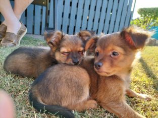 Long Haired Chihuahua Puppies