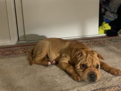 5 months old shir pei (female)