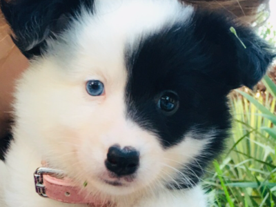 PureBred BorderCollie Puppies