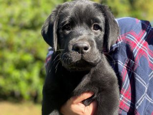 LABRADOR puppies Purebred BLACK and YELLOW