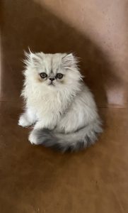 Chinchilla exotic Persian kitten male