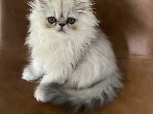 Chinchilla exotic Persian kitten male