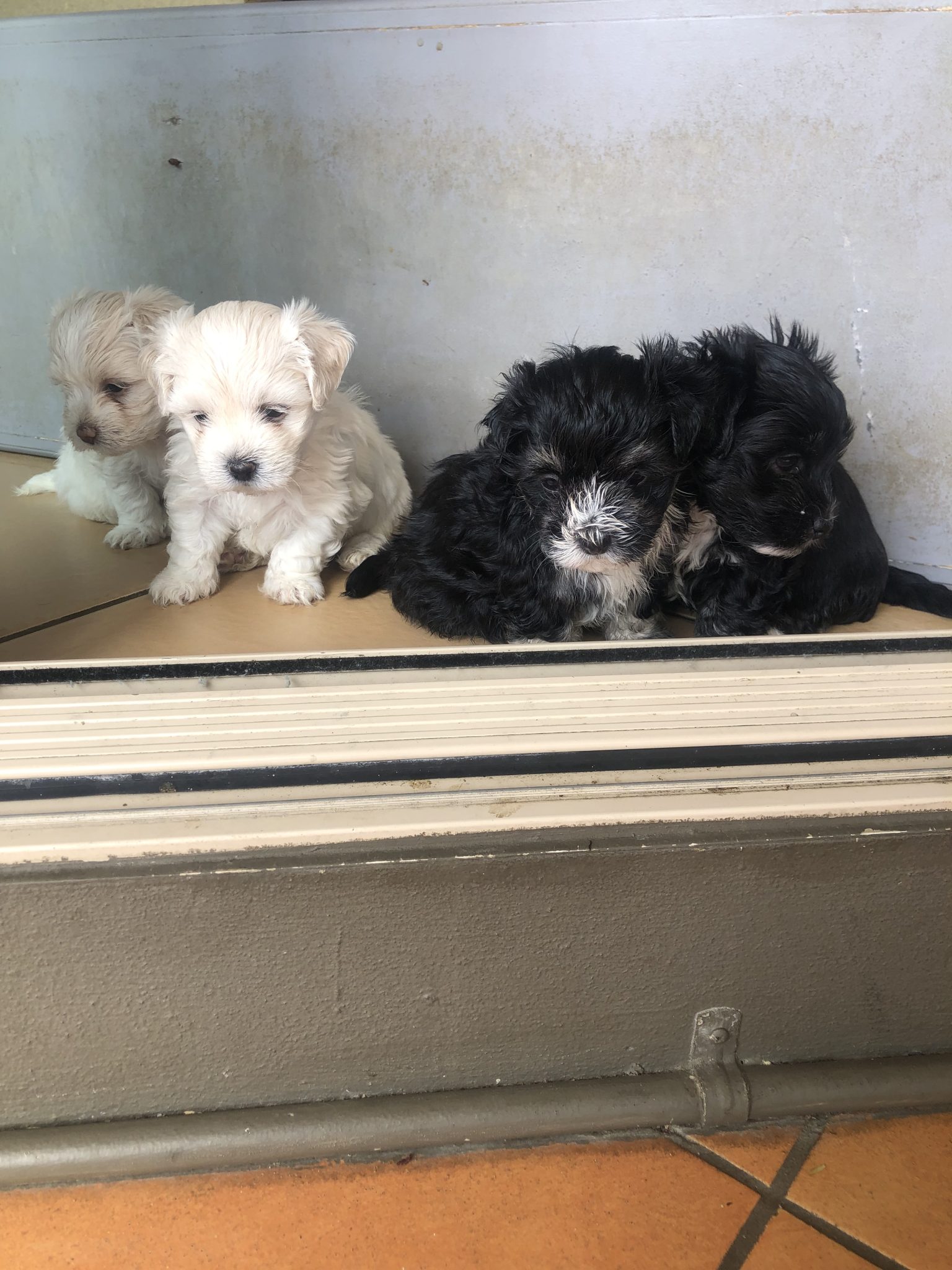 Maltese puppy for sale $2000 Gold Coast