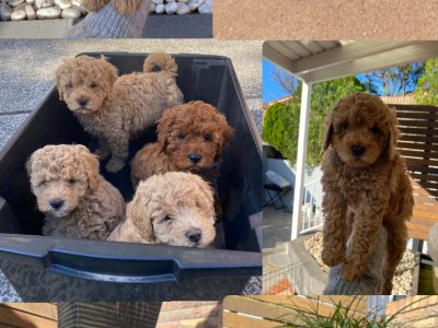 6 Purebred Cavoodle puppies