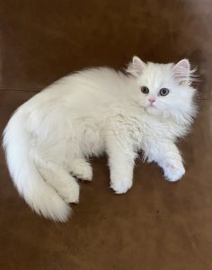 White Chinchilla x Persian Kittens male