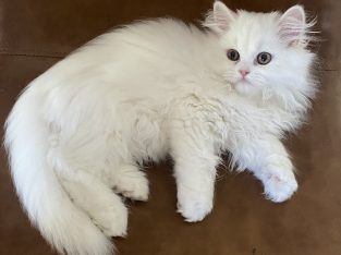 White Chinchilla x Persian Kittens male