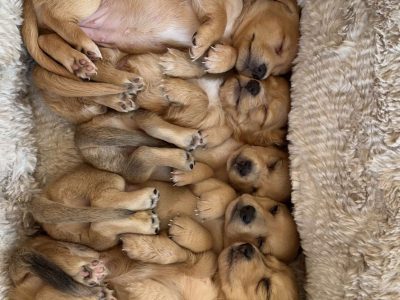 Purebred Miniature Dachshunds