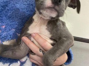 Blue American Staffordshire Terriers