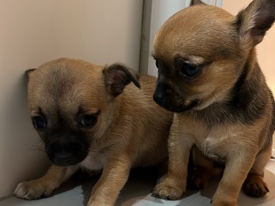 TWO GIRL CHIHUAHUA PUPPIES