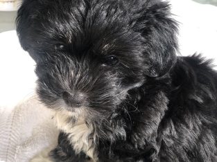 Maltese x Shih Tzu Gold Coast