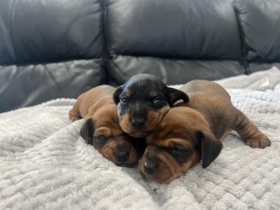 Miniature dachshund puppies