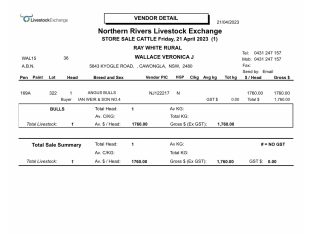 Maltese puppy for sale $2000 Gold Coast