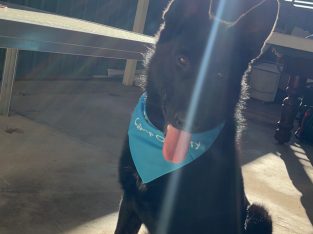 Selling my 7-month-old German Shepherd